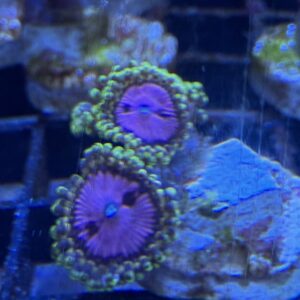 Pink Diamond Zoanthid Coral frag with fluorescent pink polyps in saltwater reef aquarium