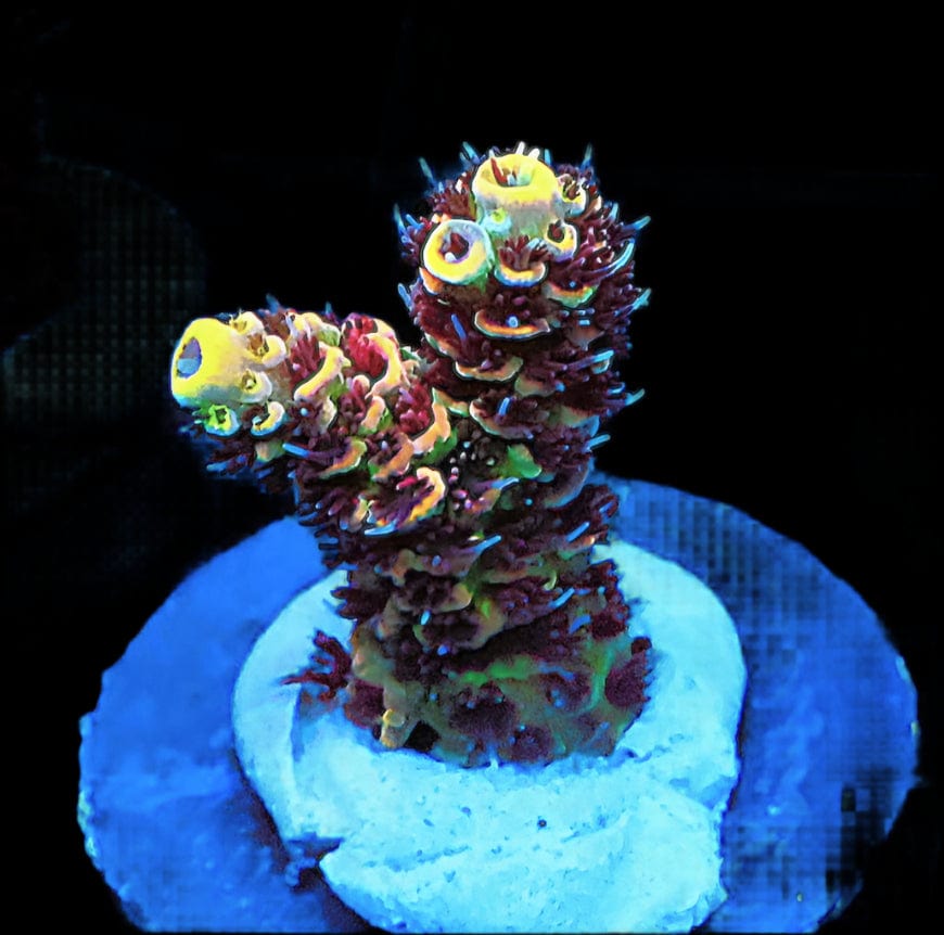 SDC Acro King Tut Cult