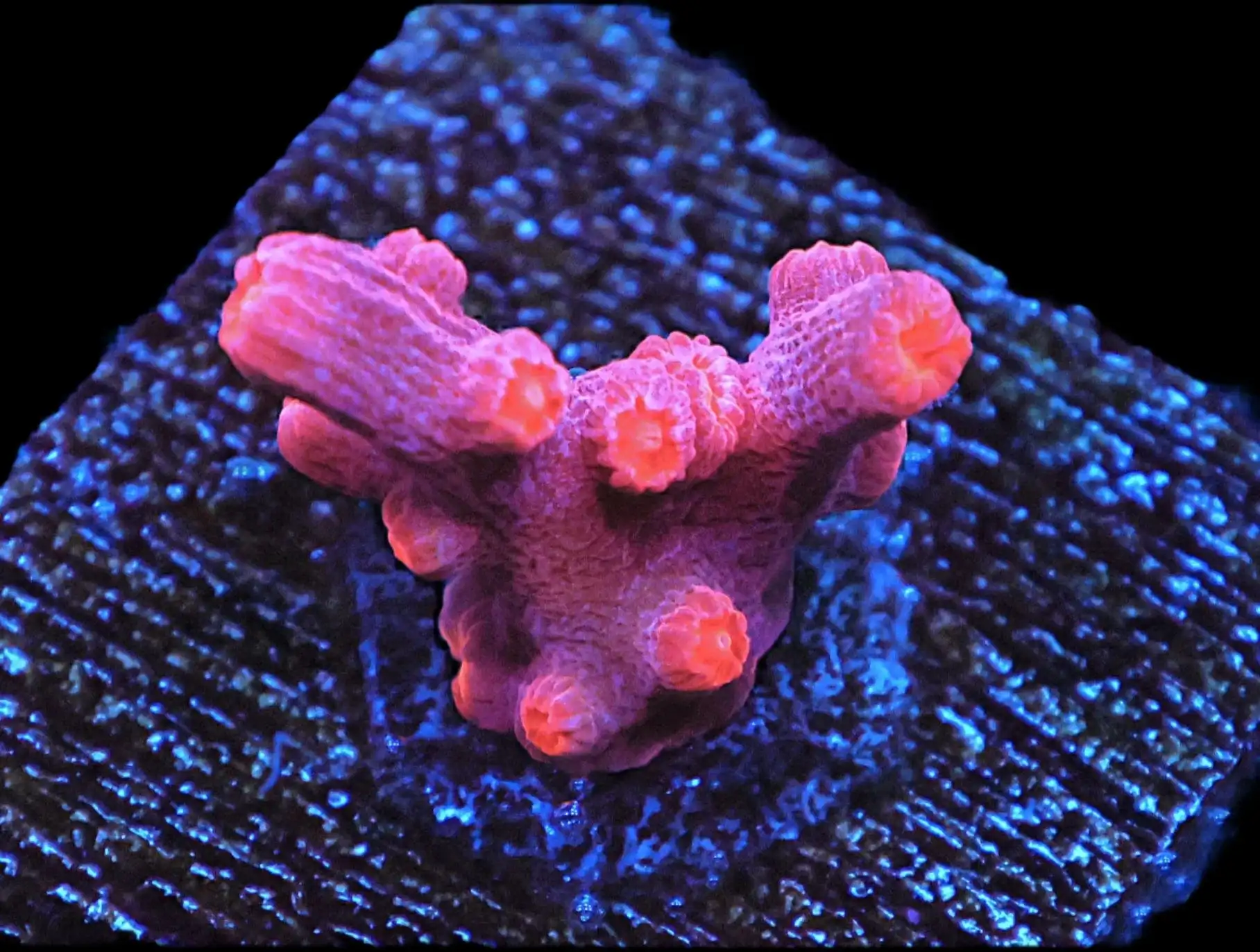 SDC Cyphastrea: Red Branch Cult