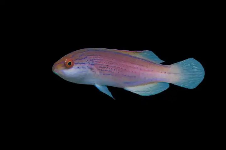 Wrasse: Lineatus; Female; Aust