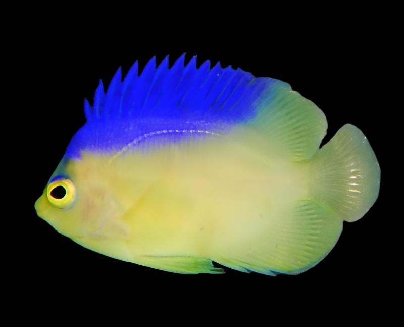 Colini Angelfish close up with yellow body and blue dorsal coloration swimming in dim reef aquarium