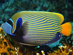 Angel: Imperator; Or. Tail;R.S.