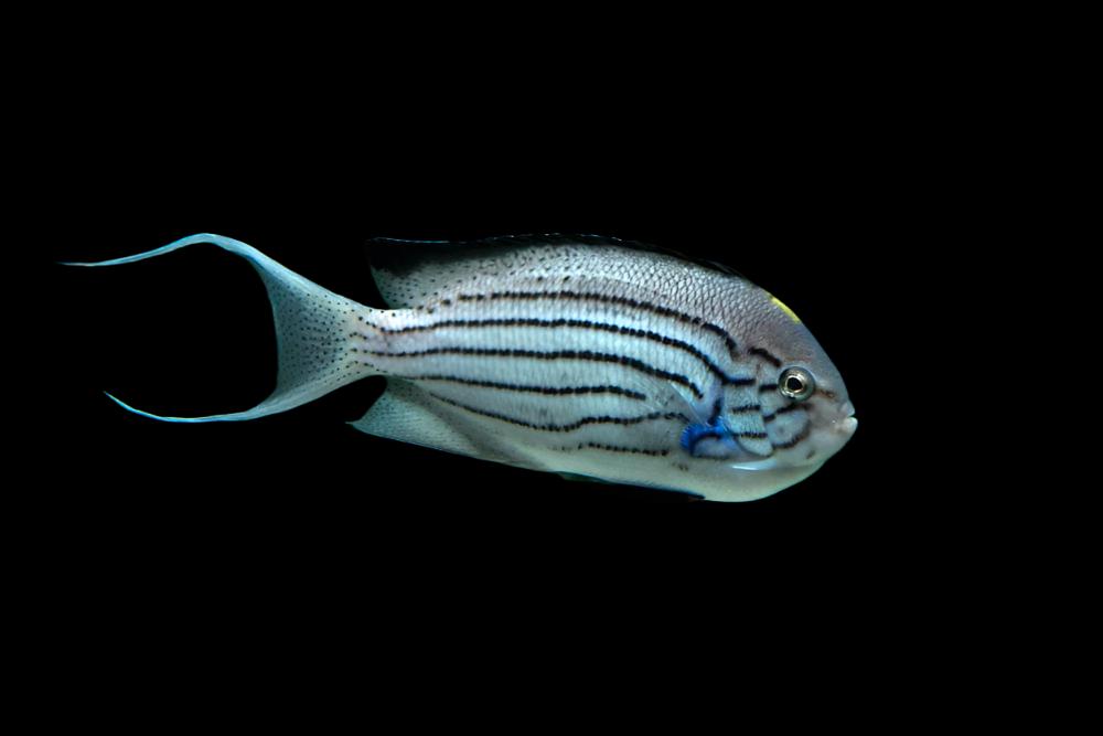 Lamarck Angelfish swimming in peaceful reef-safe saltwater aquarium