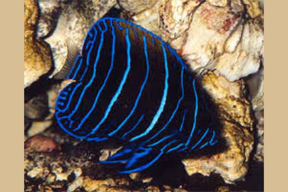 Angel: Majestic; Juv