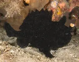 Angler: Black