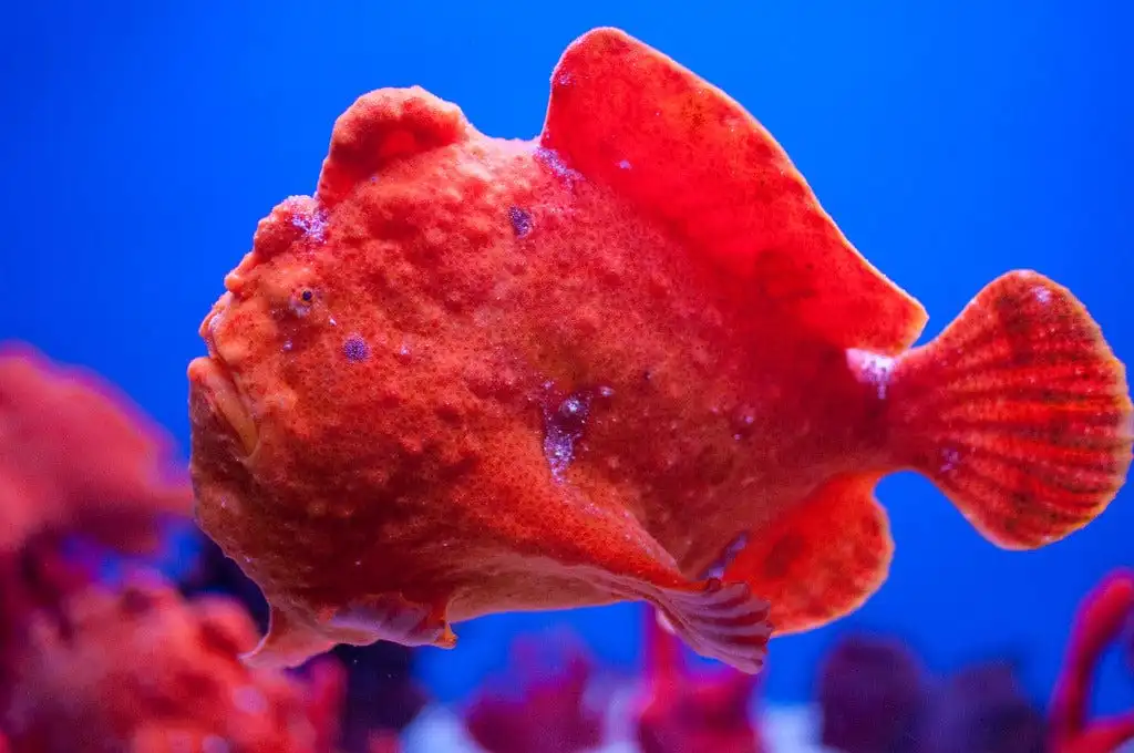 Angler: Red