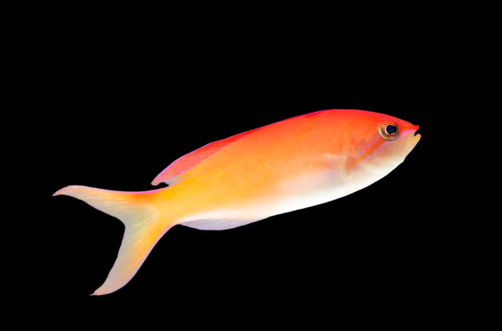 Anthias: Dispar; Female