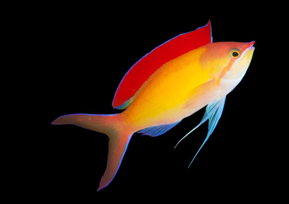 Anthias: Dispar; Male