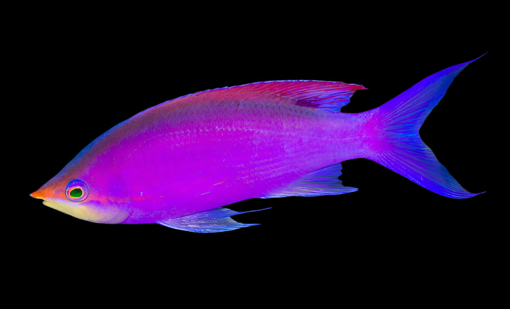 Anthias: Purple Queen; Male