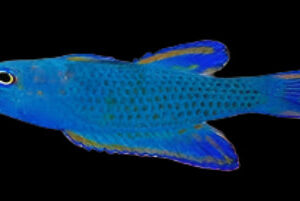 Basslet: Randalls Assessor -