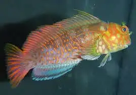 Blenny: Ember Super Male; Fiji