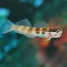 Blenny: Two Spot