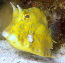 Boxfish: Blue Spotted Camel Cow