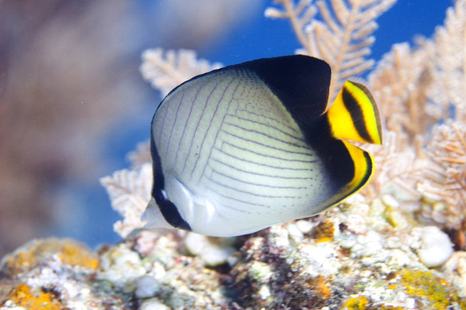 Butterfly: Black Vagabond