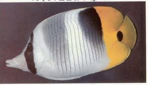 Butterfly: Falcula; False; Fiji