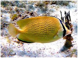 Butterfly: Lemon; Haw.