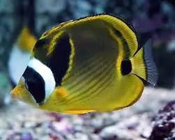 Butterfly: Raccoon; Fiji