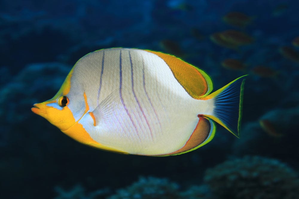 Butterfly: Xanthocephalus