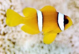 Clown: Bicinctus; C.B.