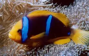 Clown: Bluestripe; Mar.