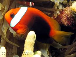 Cinnamon Clown; Mar. - Amphiprion melanopus