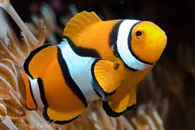 Clown: Percula; True