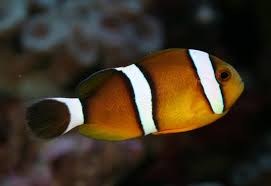 Clown: Tricinctus (3-Band); Mar