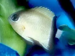 Damsel: Black Bar Chromis