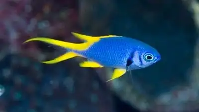 Damsel: Indigo Chromis