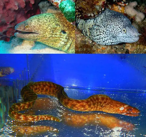 Eel: Assorted