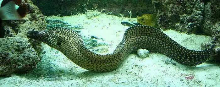 Eel: Black Ear Moray