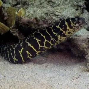 Eel: Chainlink Moray; Atl