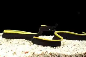 Eel: Ribbon; Black