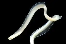 Eel: Ribbon; Ghost