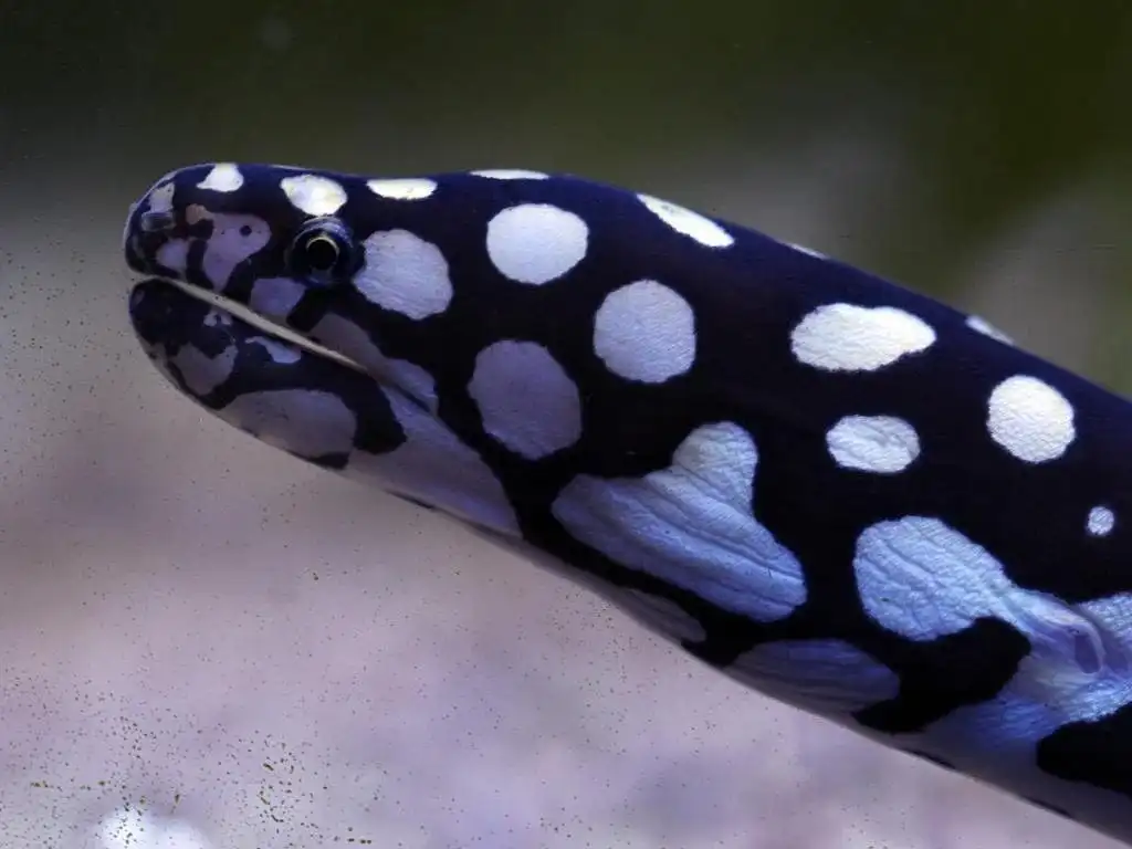 Eel: Skeletor Moray