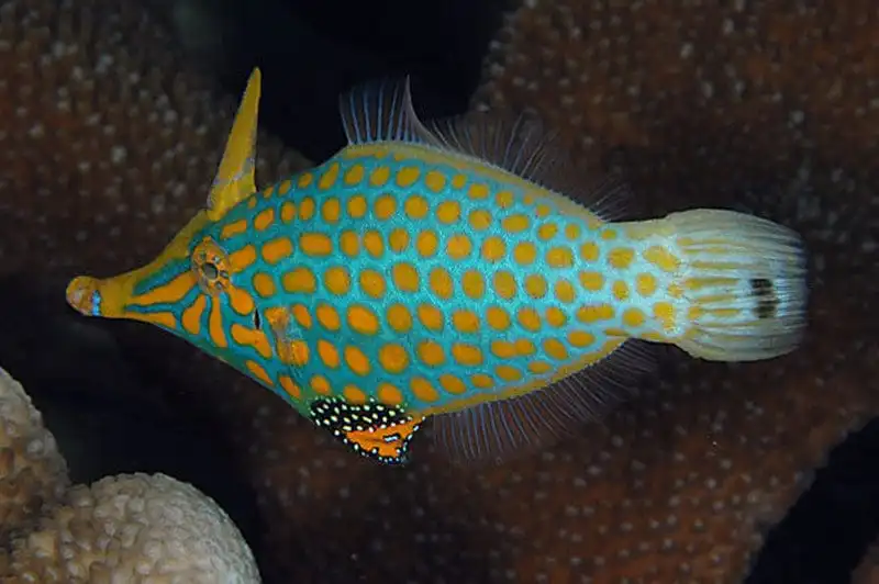 File: Orange Spot; Fiji