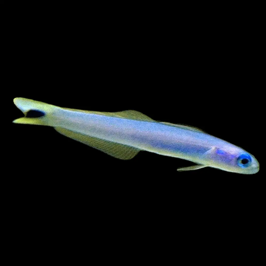 Goby: Blue Gudgeon