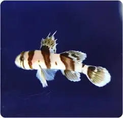 Goby: Circus