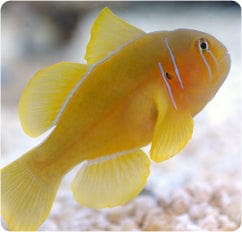 Goby: Citron Clown; Yellow;I.O.