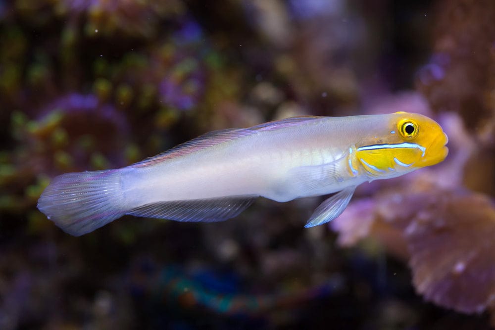 Goby: Golden Head