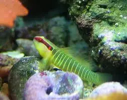 Goby: Green Banded; Atl
