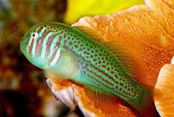 Goby: Grn War Paint Clown