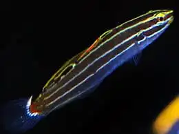 Goby: Hectors