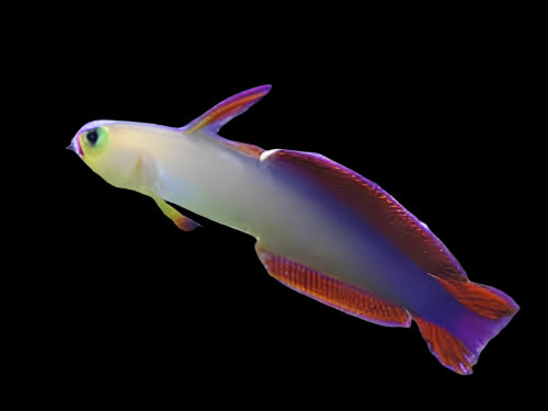 Goby: Purple Firefish