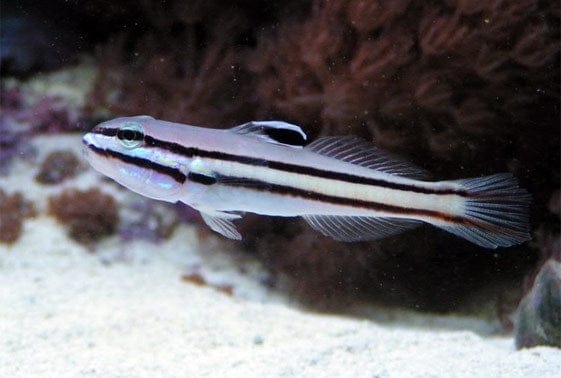 Goby: Railway Sleeper