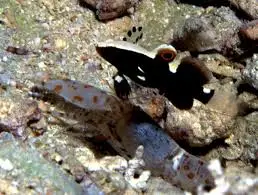 Goby: White Cap; & Shrimp