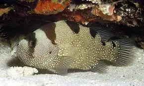 Grouper: Clown