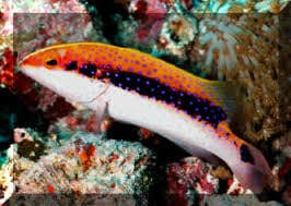 Grouper: Louti (Skunk)