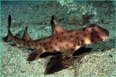 Shark: Horn; CAL or MEX