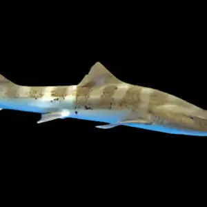 Shark: Leopard; Japan